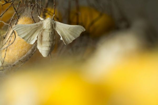 couple de papillon