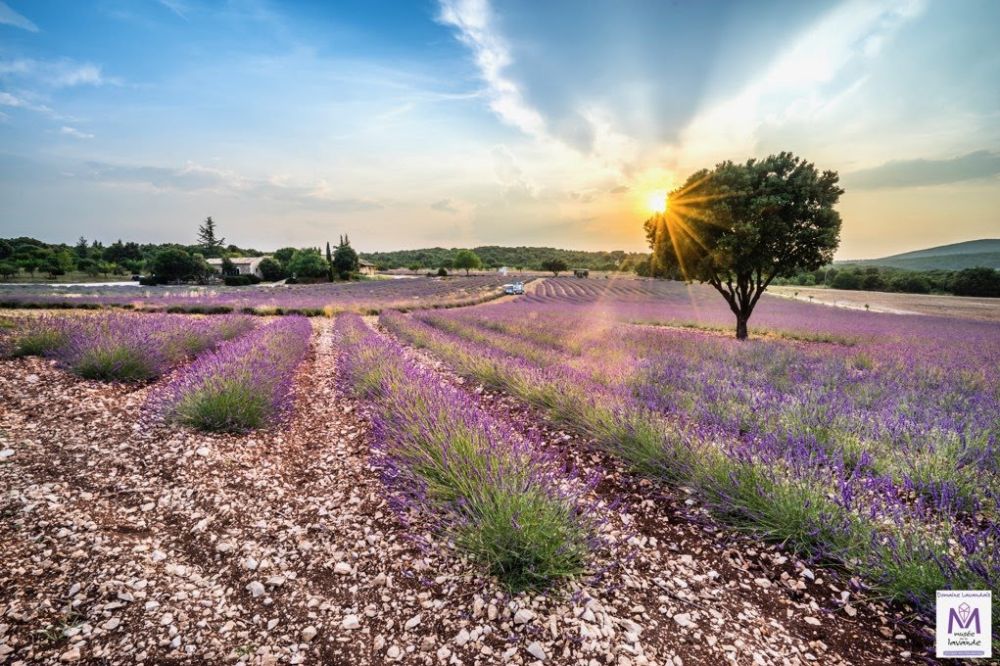 Maison de la Lavande à Saint -Remèze, Sud Ardèche