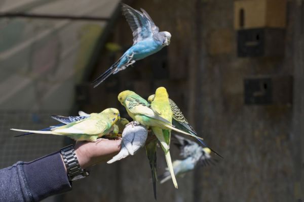 Nourrissage des perruches Parc animalier Lussas