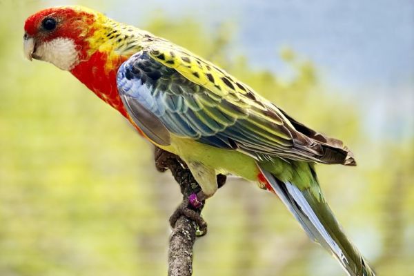 Parc animalier de Lussas