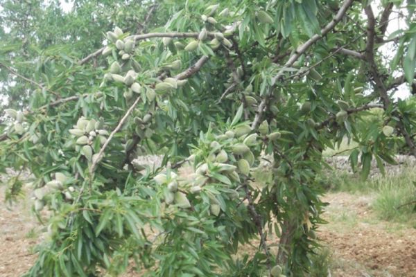 Produits paysans au village de Saint-Maurice d'Ibie